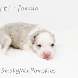 Lainey - Merle female Pomsky puppy in Christiana, Tennessee from Smoky Mountain Pomskies