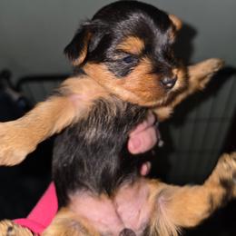 Twinkie - Black and gold female Yorkshire Terrier puppy in West Enfield, Maine from GRIFFEY'S SPA AND KENNEL