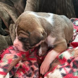 Fawn mantle girl - Fawn female Great Dane puppy in Greenville, South Carolina from Allen’s Ridge Ranch