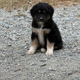 Captain A - Black tri male Miniature American Shepherd puppy in Prunedale, California from 4MLA STABLES