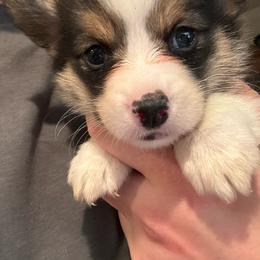 Jelly Roll - Black and tan male American Corgi puppy in Orangevale, California from Corgis of the Heart