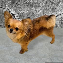 Pixie - Chihuahua