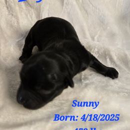 Sunny - Black Havanese puppy in Trinity, Alabama from Tooties Cuties Havanese