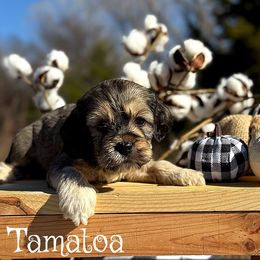 Tamatoa - Sable male Cockapoo puppy in Clinton, Oklahoma from Enchanted Spaniels