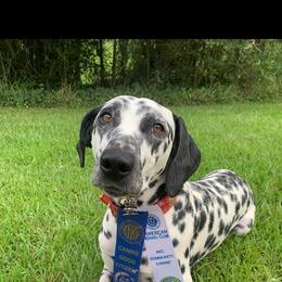 Dalmatian puppies from Dixon Dalmatians