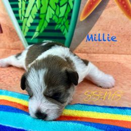 Millie - Liver female Miniature Schnauzer puppy in Sylvania, Georgia from Southern Sky Miniature Schnauzers
