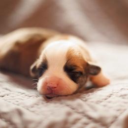 Girl 2 - Red female Pembroke Welsh Corgi puppy in La Grange, Wyoming from Merrygold Corgis