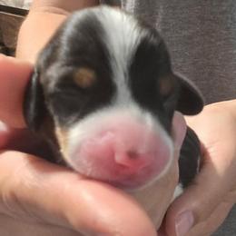Panda - Piebald male Dachshund puppy in San Antonio, Texas from Little Paws Doxies