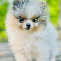 Otter (True Blue Merle and Tan Parti) - Blue merle male Pomeranian puppy in Buck Valley, Pennsylvania from Buck Valley Pomeranians