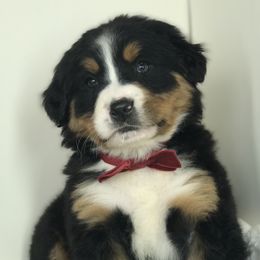Bernese Mountain Dog and Cavapoo Puppies from Amani’s Doodles & Berners