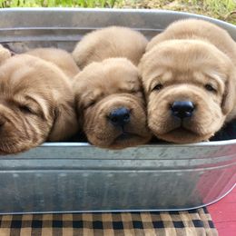 Labrador Retrievers from Revelation Labradors