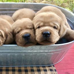 Labrador Retrievers from Revelation Labradors
