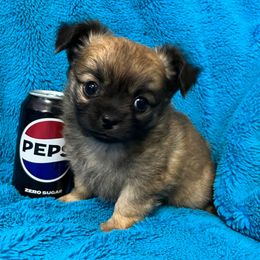 Bix - Chocolate sabled fawn female Chihuahua puppy in Silver Summit, Utah from Snow Peak Kennel
