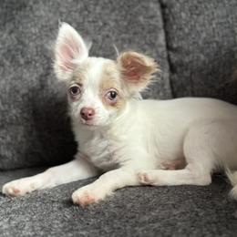 Sailor - Chihuahua