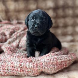 Wren - Black female Labrador Retriever puppy in Sweet Home, Oregon from Knotty Creek Labradors