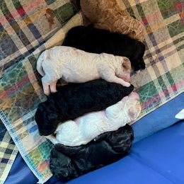 Poodle Puppies from Reuter Clan Poodles