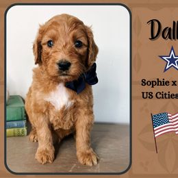 Dallas - Red  male Goldendoodle puppy in Hilton, New York from The House of Goldendoodle