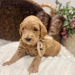 Duke - Red  male Goldendoodle puppy in Lehi, Utah from Thompson Family Puppies