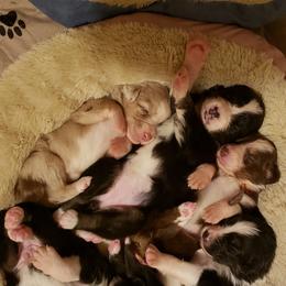 Australian Shepherd Puppies from Ohio Valley Australian Shepherds