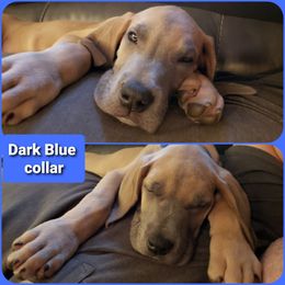 Great Dane Puppies from In The Ruff Great Danes