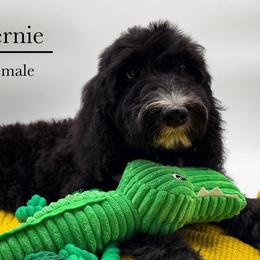 Fernie - female Australian Mountain Doodle puppy in Claremont, North Carolina from Magnolia Grove Farms