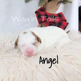 Angel - White female Cavapoo puppy in Amboy, Indiana from Wag'in Tails