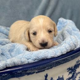 Cassatt - Cream female Dachshund puppy in Memphis, Tennessee from River City Doxies
