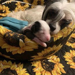 Chinese Crested Puppies from Chinese Crested