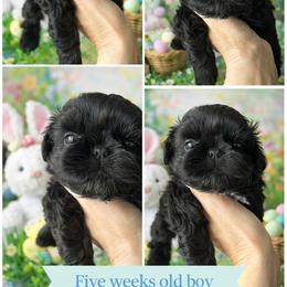 Boy 1 - Black and white male Shih Tzu puppy in Dallas, Texas from Almost Heaven Shih Tzu