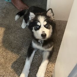 Kiki - Pomsky