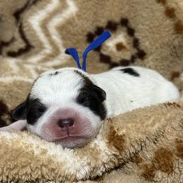 Disco Party - Red speckled male Australian Cattle Dog puppy in Marana, Arizona from Cactus Heelers Arizona