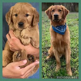 Golden Retriever Puppies from Star City Goldens