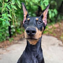 Jasmine Harrison - Black and rust female Doberman Pinscher puppy in Houston, Texas from Tycho's Dobermans