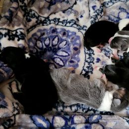 Pembroke Welsh Corgis from Donna Prevost