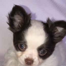Chihuahua Puppies from So Sweet Chihuahuas