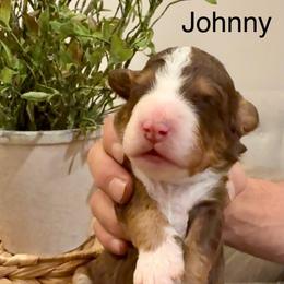 Johnny Cash - Tri-color male Bernedoodle puppy in Draper, Utah from Salt City Farm