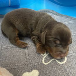 Mocha - Chocolate and tan male Dachshund puppy in Trenton, Florida from Tweenie Weenie Dachshunds