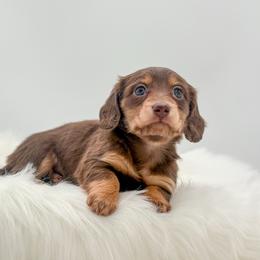 Meadow - Chocolate and tan female Dachshund puppy in Litchfield, Illinois from Charmm Dachshunds