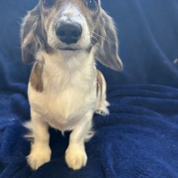 Willow - Dachshund