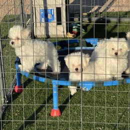 Hermes - White male Maltese puppy in Gilbert, Arizona from Maltese Of Arizona
