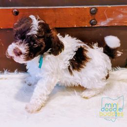 Boy 1 - Goldendoodle puppy in Ohio from Mini Doodle Buddies