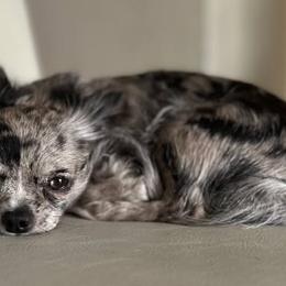 Chihuahuas from Elsbeth's Chihuahuas