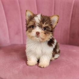Butterscotch - Chocolate, tan and white female Yorkshire Terrier puppy in Surprise, Arizona from Enchanted Yorkies