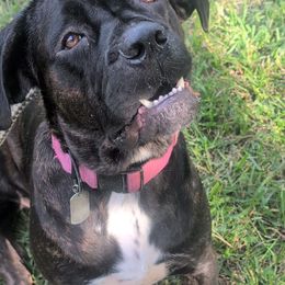 Dolce - Cane Corso