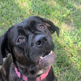 Dolce - Cane Corso
