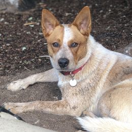 Australian Cattle Dogs from Rising Star Cattle Dogs