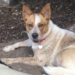 Australian Cattle Dogs from Rising Star Cattle Dogs