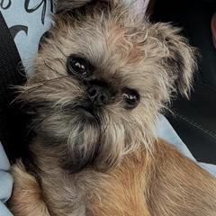 Brussels Griffons from Brussels Griffons of Kingsley