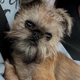 Brussels Griffons from Brussels Griffons of Kingsley