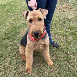 Grizzly - Airedale Terrier